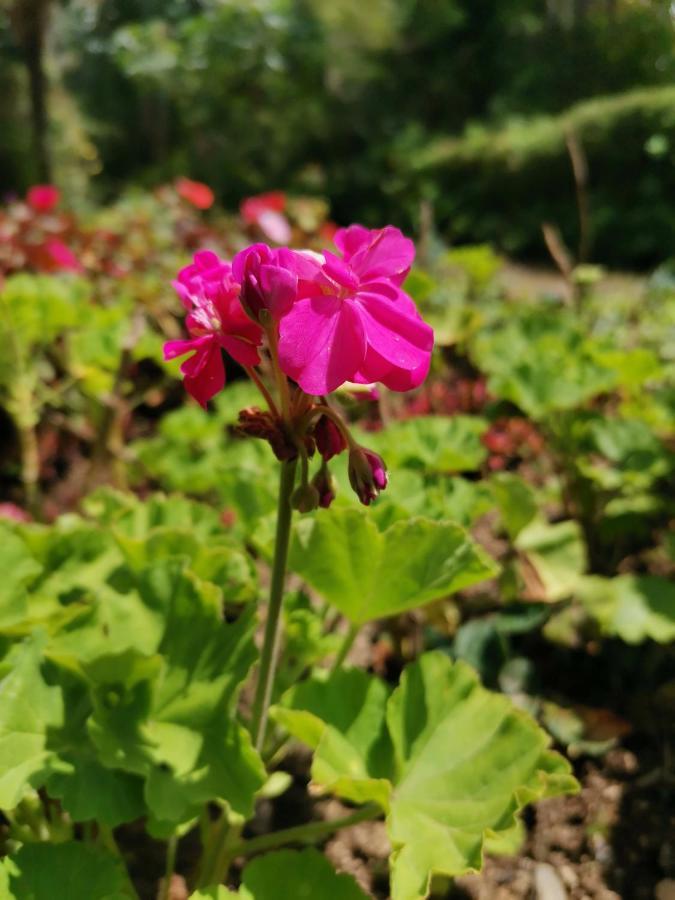 The Galways Edge Homestay Nuwara Eliya Esterno foto